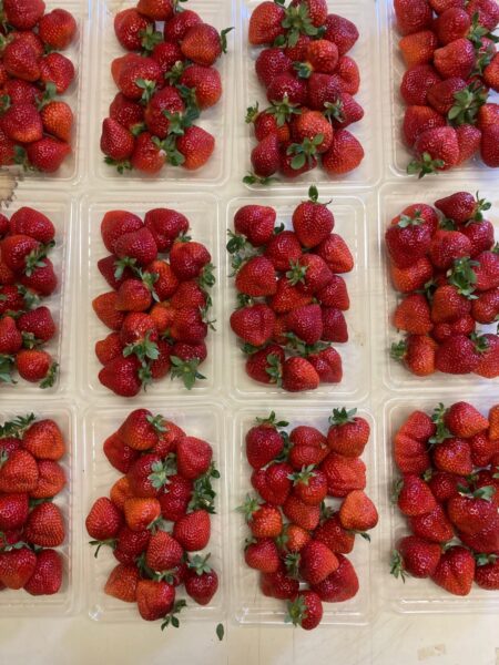 いまむらイチゴ🍓農園の追加日