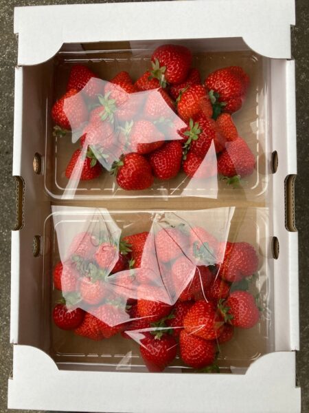 いまむらイチゴ🍓農園